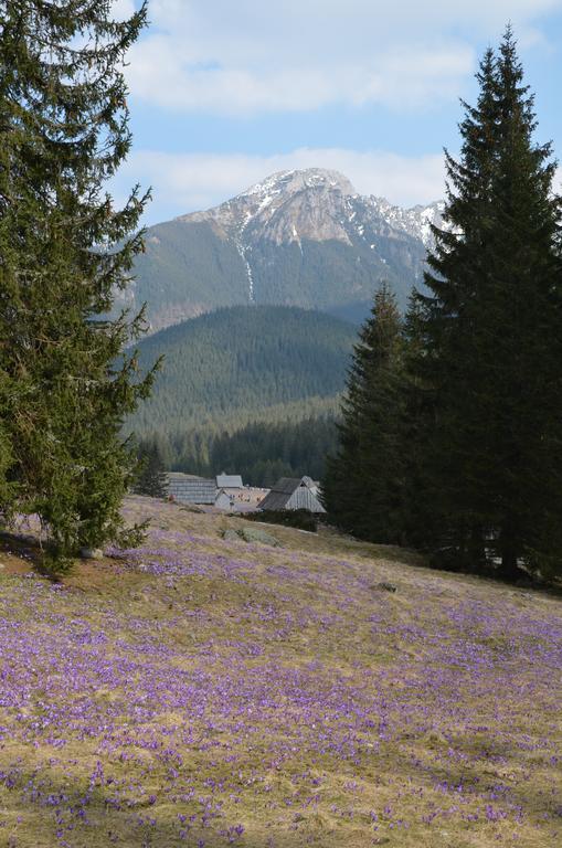 Jedla Miejsce Goscinne Bukowina Tatrzańska Exterior foto